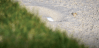 New 2019 Golf Rules Bunker Relief