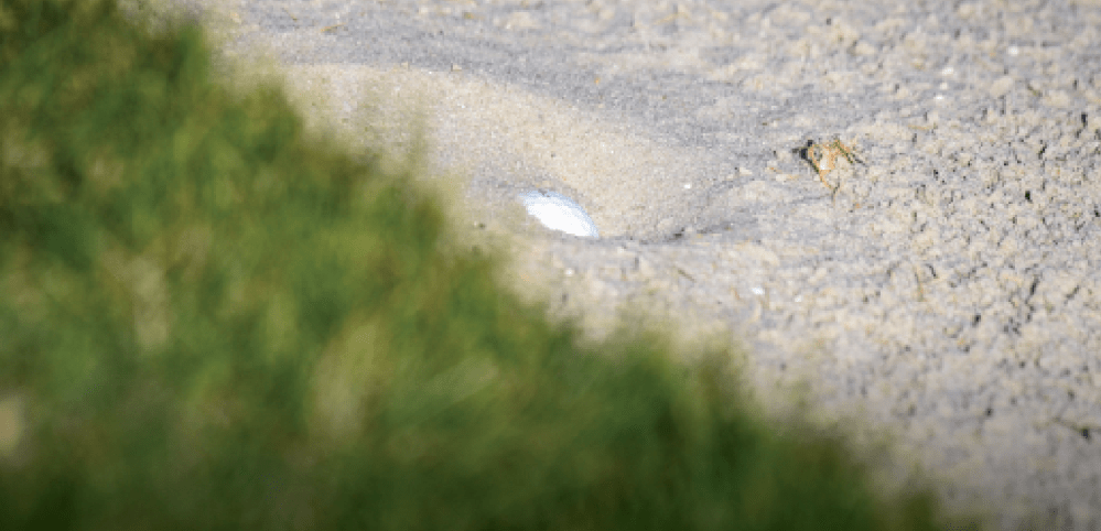 New 2019 Golf Rules Bunker Relief