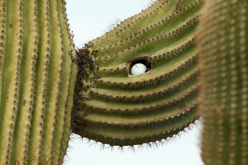 A ball rests in a saguaro tree 