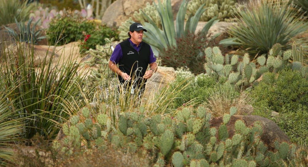 Phil Mickelson walks through the cacti at TPC Scottsdale on his way to the tee at No. 16. 