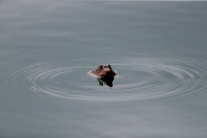 Honda classic turtle