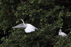 honda classic egret