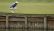 rory mcilroy