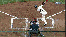 pierzynskiflop