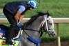 LOUISVILLE, KY - MAY 02: Mohaymen goes over the track during morning training for the Kentucky Derby at Churchill Downs on May 02, 2016 in Louisville, Kentucky. (Photo by Rob Carr/Getty Images) ORG XMIT: 618622905 ORIG FILE ID: 527246474