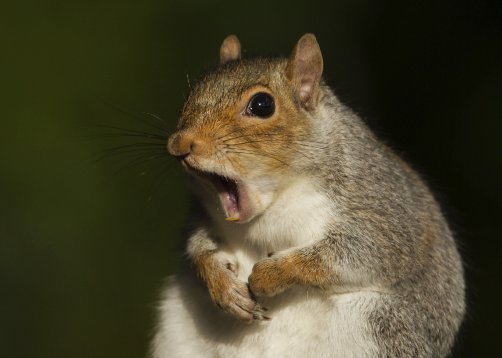 Gray (grey) squirrel (Sciurus carolinensis)