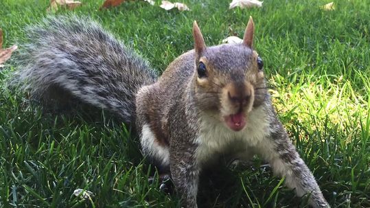 squirrel-3
