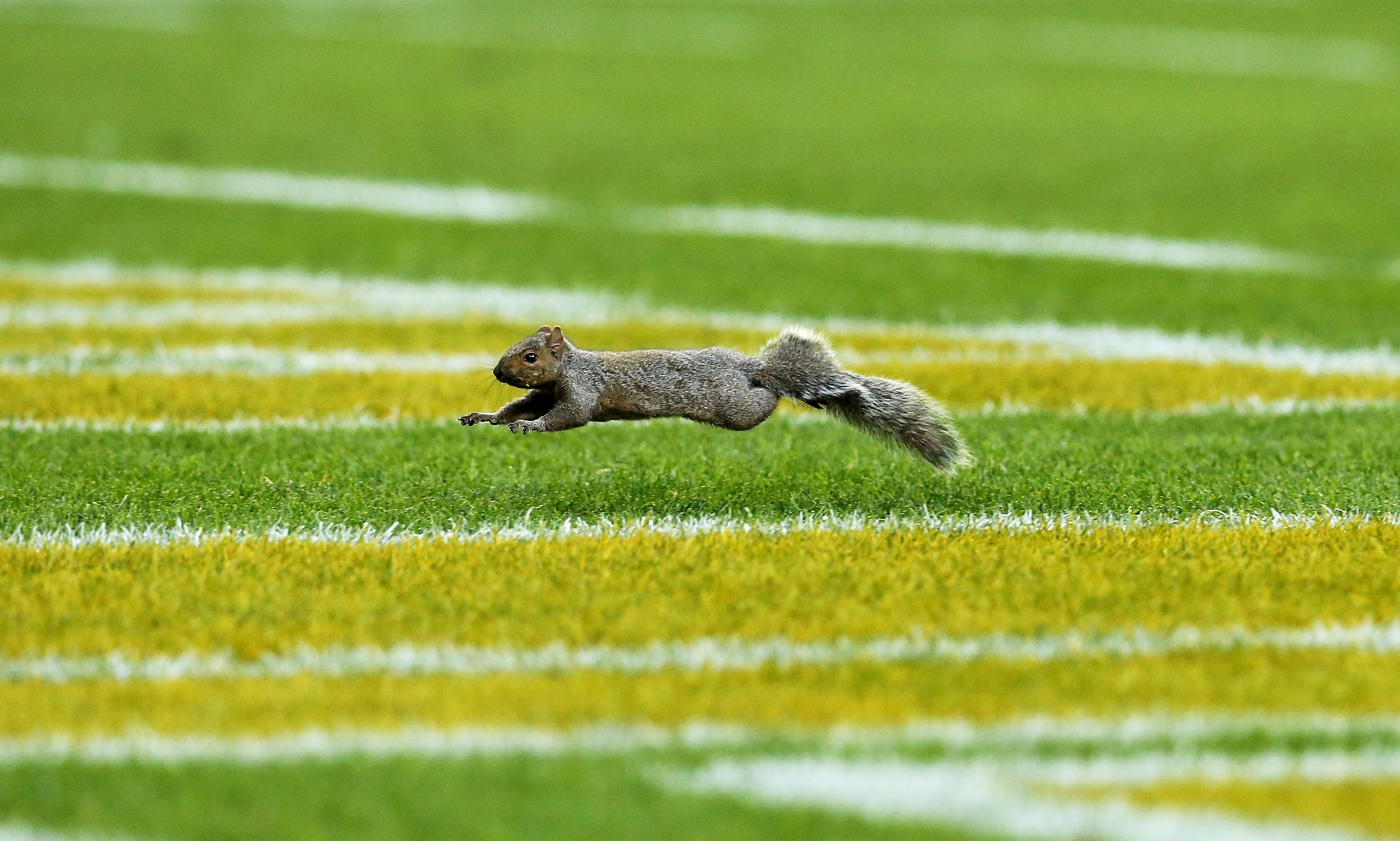 GREEN BAY, WI - NOVEMBER 06: A squirrel runs across the field during the game between the Green Bay Packers and the Indianapolis Colts at Lambeau Field on November 6, 2016 in Green Bay, Wisconsin. (Photo by Dylan Buell/Getty Images) ORG XMIT: 663933395 ORIG FILE ID: 621519062