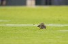 Jeff Hanisch-USA TODAY Sports