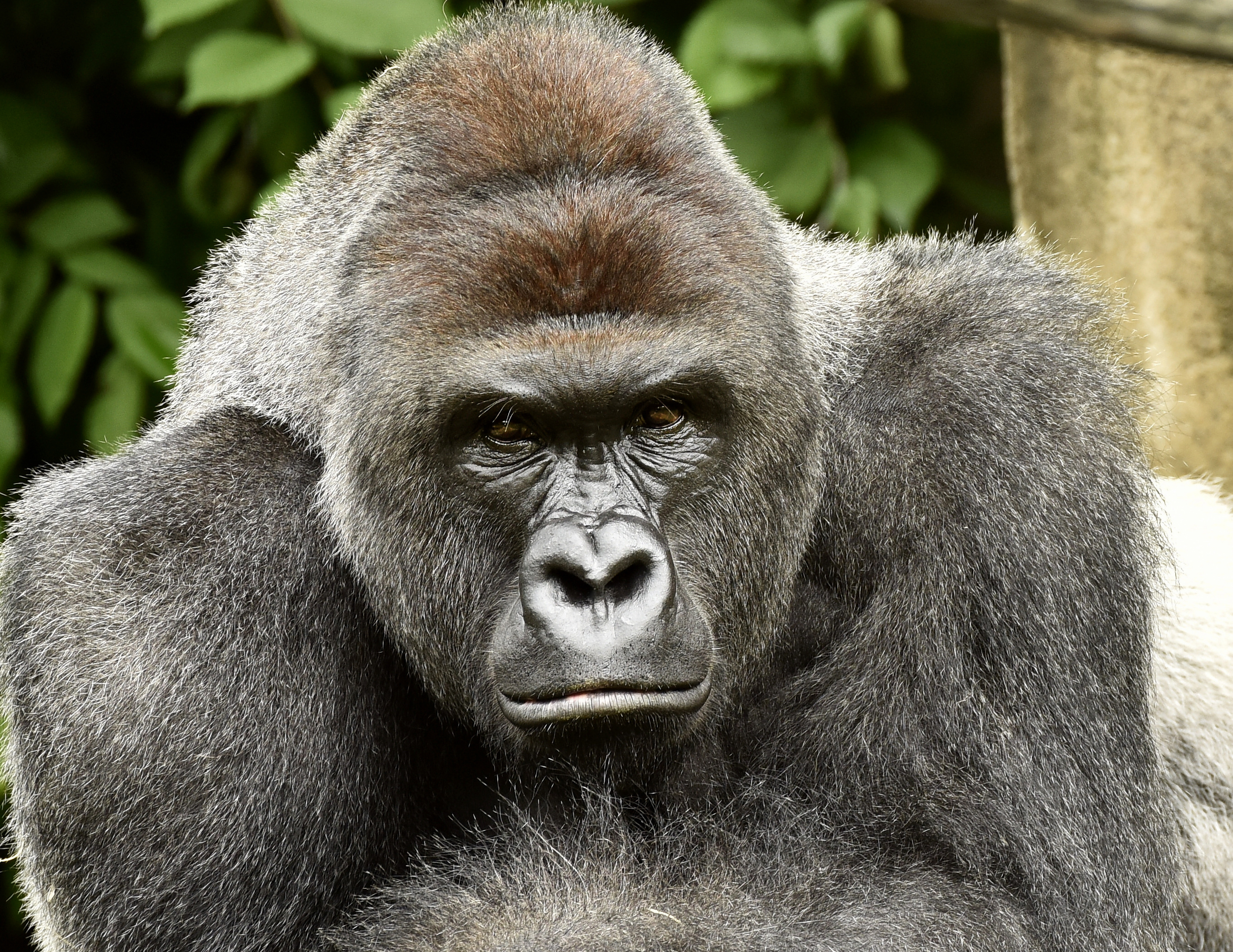 RIP Harambe.